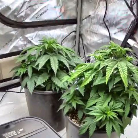 Ghost Train Haze growlog photo: Ghost train Haze on the left