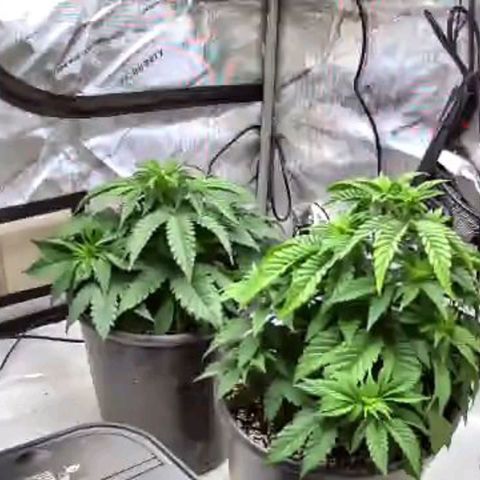 Colombian Jack growlog timeline photo