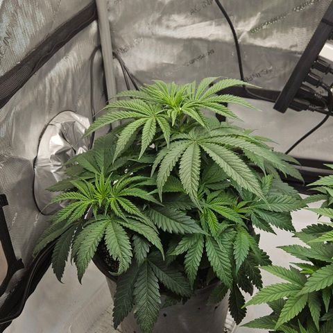 Colombian Jack growlog timeline photo