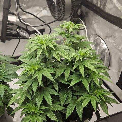 Ghost Train Haze growlog timeline photo