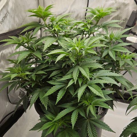 Colombian Jack growlog timeline photo