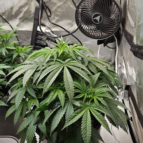 Ghost Train Haze growlog timeline photo
