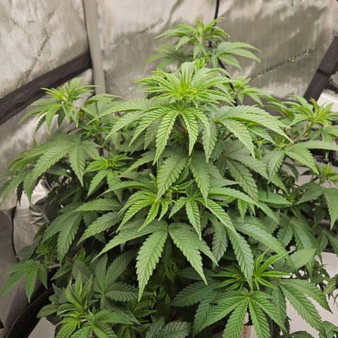 Colombian Jack growlog timeline photo