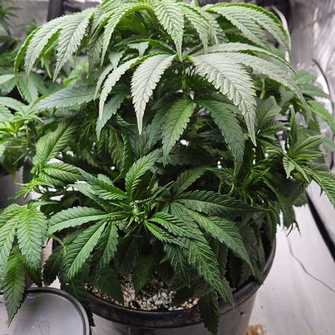 Ghost Train Haze growlog timeline photo