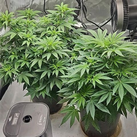 Colombian Jack growlog photo: Columbian Jack is in the back 