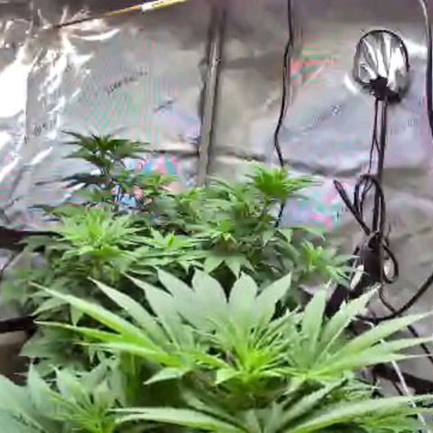 Colombian Jack growlog photo: Columbian Jack is in the back
Ghost Train Haze in the front 