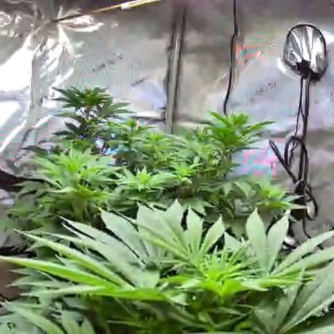 Ghost Train Haze growlog timeline photo