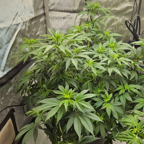 Colombian Jack growlog timeline photo