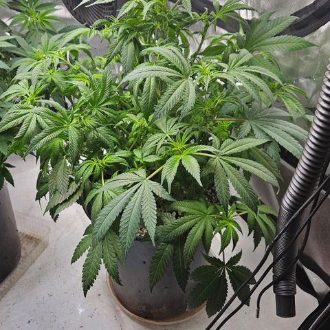 Ghost Train Haze growlog timeline photo