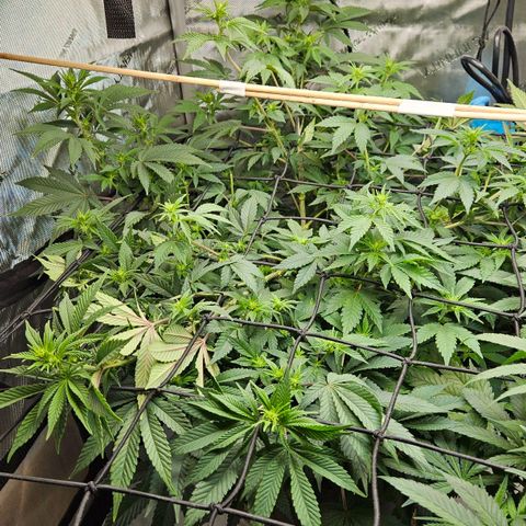 Colombian Jack growlog timeline photo