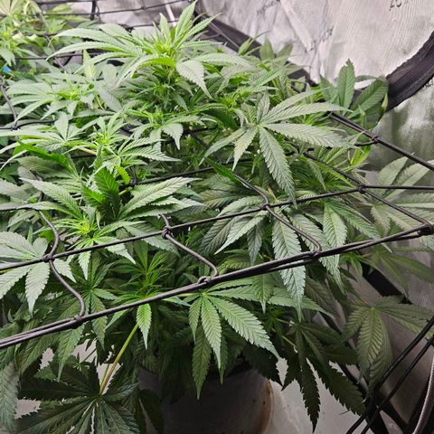 Ghost Train Haze growlog timeline photo