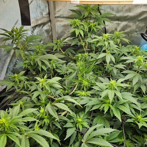 Colombian Jack growlog timeline photo