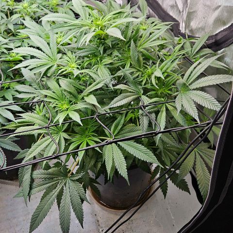 Ghost Train Haze growlog timeline photo