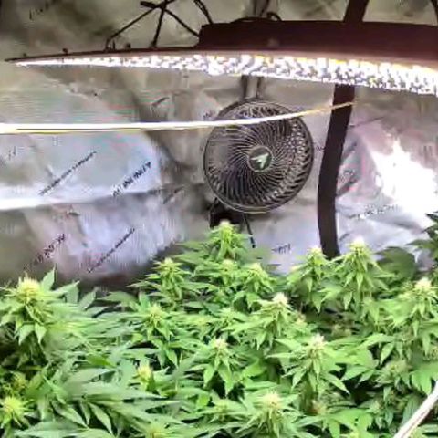 Ghost Train Haze growlog photo: Ghost Train Haze in left picture