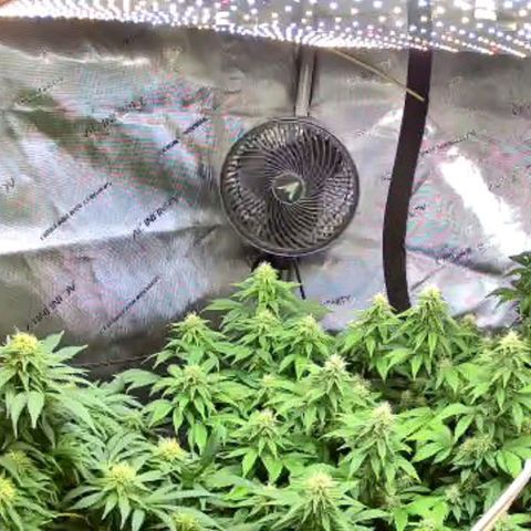 Ghost Train Haze growlog photo: Ghost Train Haze in the bottom of photo 