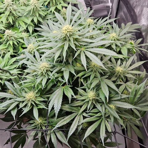Ghost Train Haze growlog timeline photo