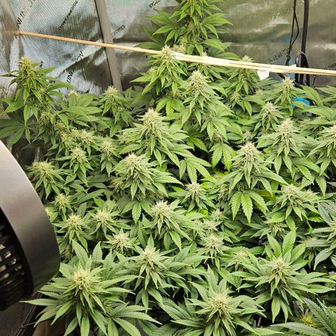 Colombian Jack growlog timeline photo