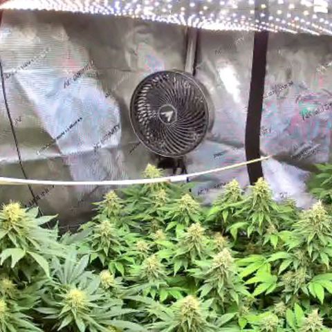 Ghost Train Haze growlog timeline photo