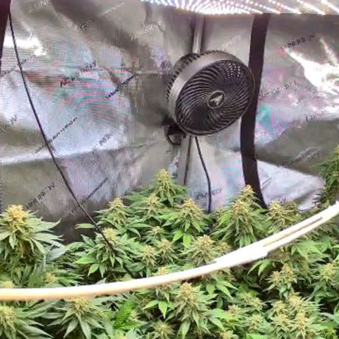 Colombian Jack growlog timeline photo