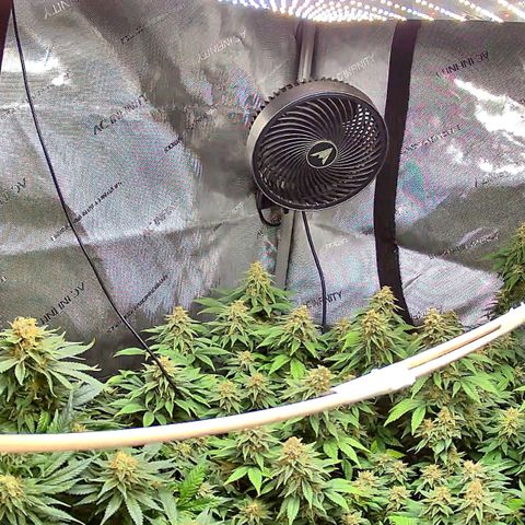Ghost Train Haze growlog timeline photo