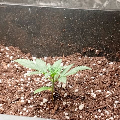 Papaya Dragon Auto  #1 growlog timeline photo
