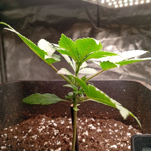 Papaya Dragon Auto  #1 growlog timeline photo