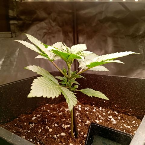 Papaya Dragon Auto  #1 growlog timeline photo