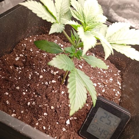 Papaya Dragon Auto  #1 growlog timeline photo