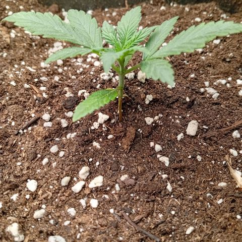 Papaya Dragon Auto  #1 growlog timeline photo