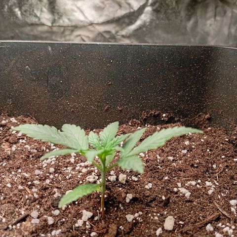 Papaya Dragon Auto  #1 growlog timeline photo