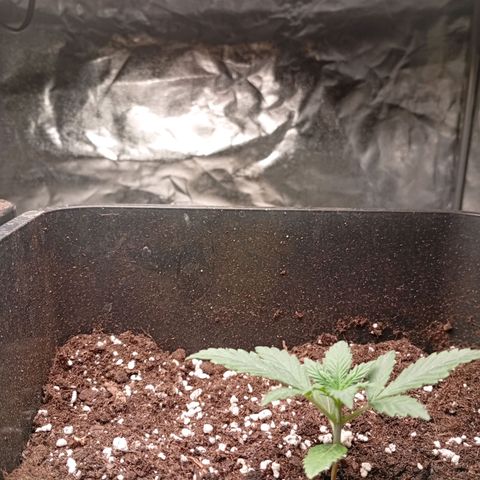 Papaya Dragon Auto  #1 growlog timeline photo