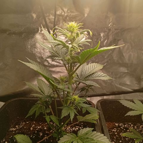 Papaya Dragon Auto  #1 growlog timeline photo