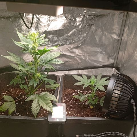 Papaya Dragon Auto  #1 growlog timeline photo