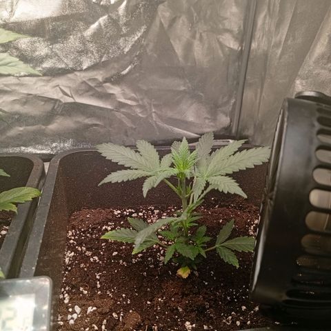Papaya Dragon Auto  #1 growlog timeline photo