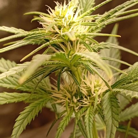 Papaya Dragon Auto  #1 growlog timeline photo