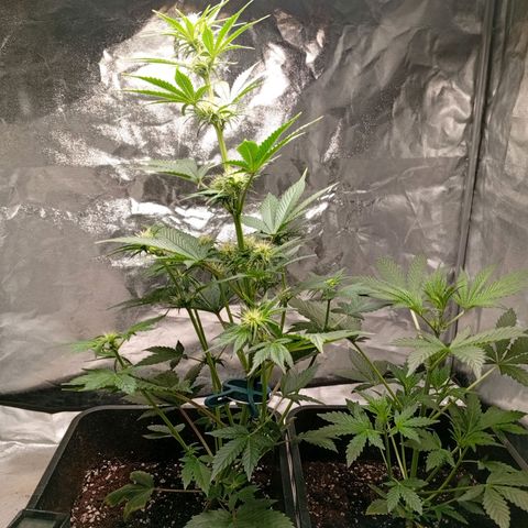 Papaya Dragon Auto  #1 growlog timeline photo