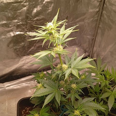 Papaya Dragon Auto  #1 growlog timeline photo