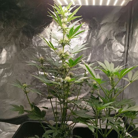 Papaya Dragon Auto  #1 growlog timeline photo
