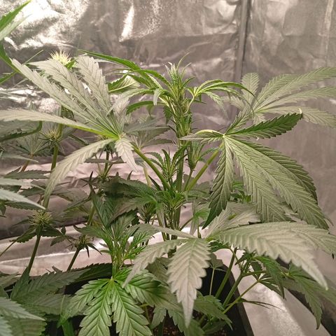 Papaya Dragon Auto  #2 growlog timeline photo