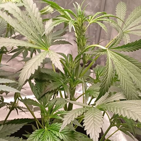 Papaya Dragon Auto  #2 growlog timeline photo