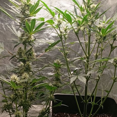 Papaya Dragon Auto  #1 growlog timeline photo