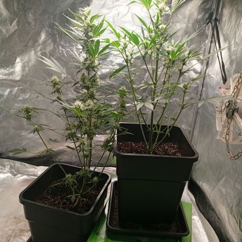 Papaya Dragon Auto  #1 growlog timeline photo
