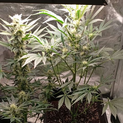 Papaya Dragon Auto  #1 growlog timeline photo