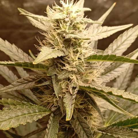 Papaya Dragon Auto  #1 growlog timeline photo