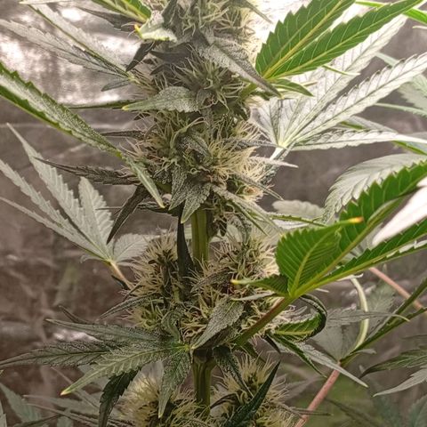 Papaya Dragon Auto  #1 growlog timeline photo
