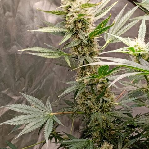 Papaya Dragon Auto  #1 growlog timeline photo