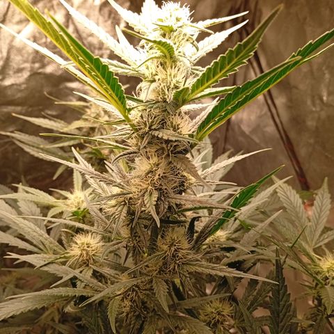 Papaya Dragon Auto  #1 growlog timeline photo