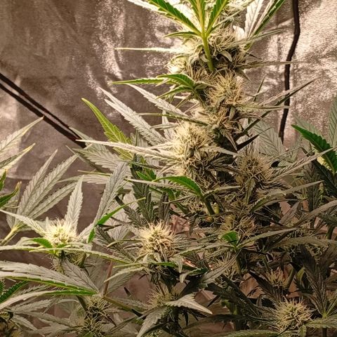 Papaya Dragon Auto  #1 growlog timeline photo