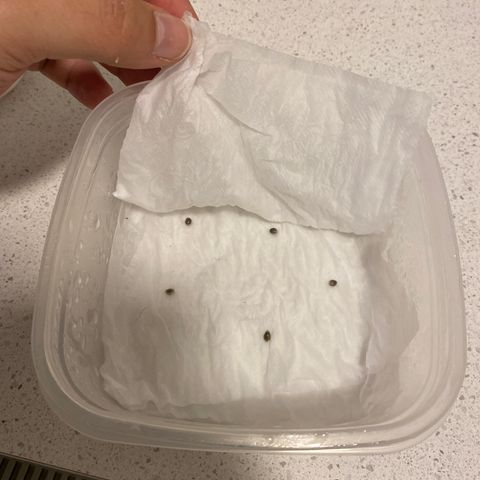 Mandarin Cookies R1 V2 #2 growlog photo