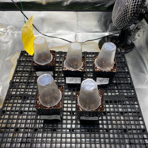 Mandarin Cookies R1 V2 #2 growlog photo